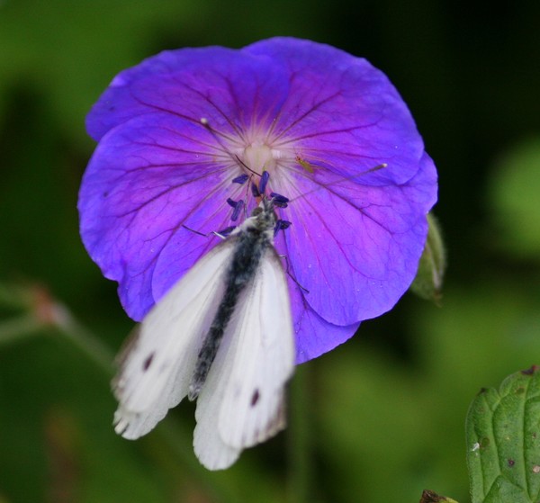 A Flying Flower