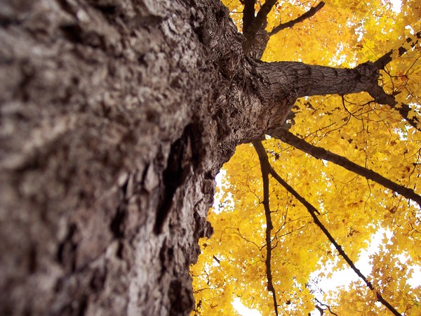 Up a tree