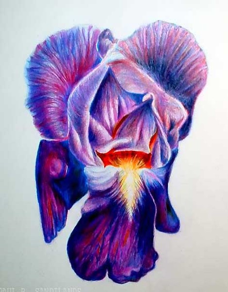  angel of the iris
