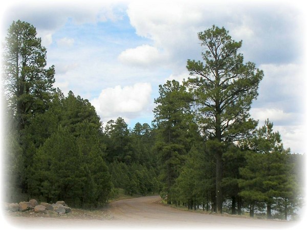 The Narrow Road