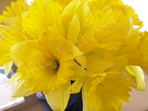 Daffodils