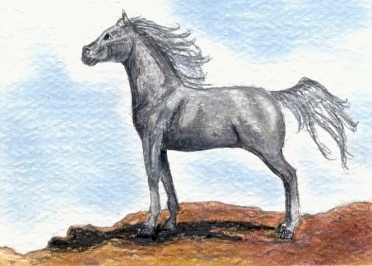 Fleabit Arabian ACEO