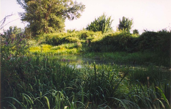 Marsh Maddness