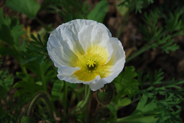 Flower 40