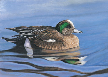 Icy Widgeon