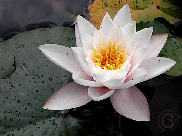 Water Lily Elegance