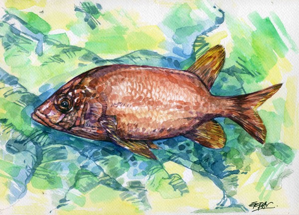 red fish