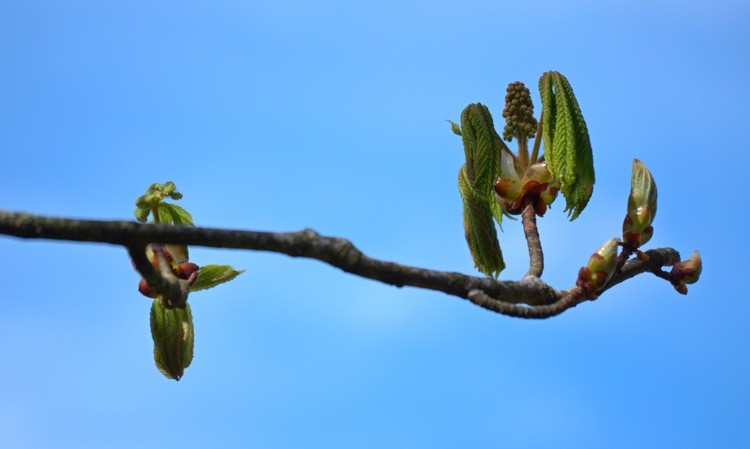 Growth