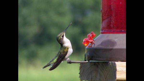 ``Hummmingbird at the Feeder~~