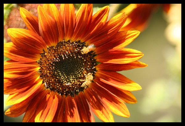 Beezzz
