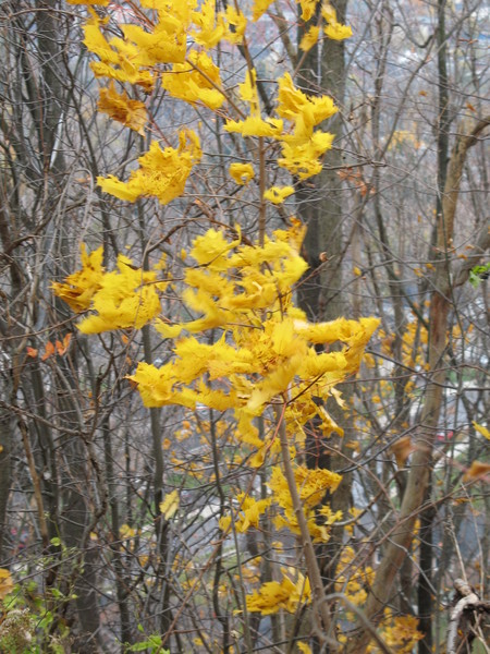 Last Colours of Fall