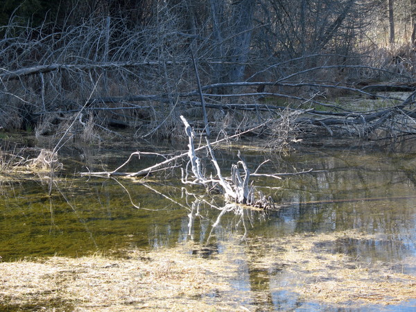 Dead Trees