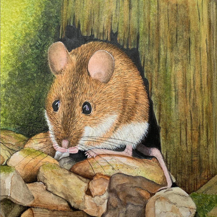 Watercolor Mouse