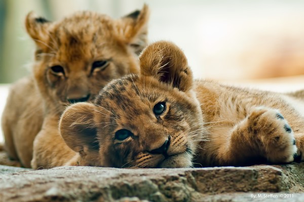 The Cubs