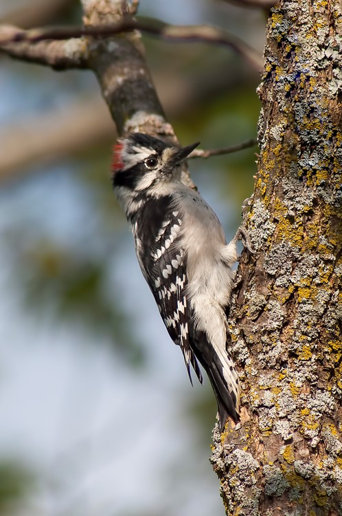 WoodPecker