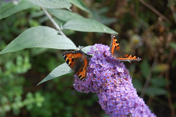 Visitor to our garden