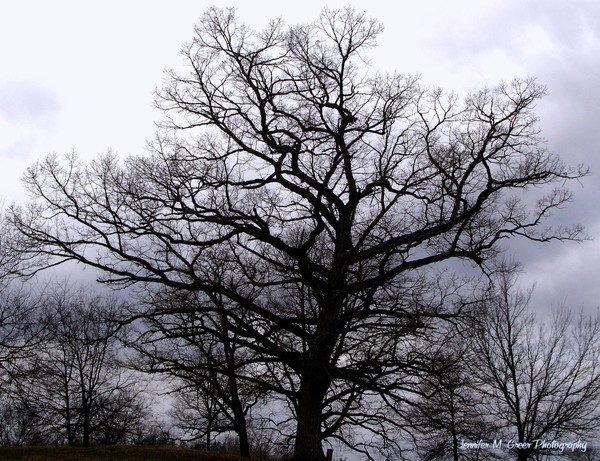 Trees of Darkness
