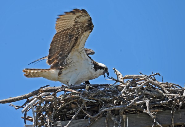 Osprey