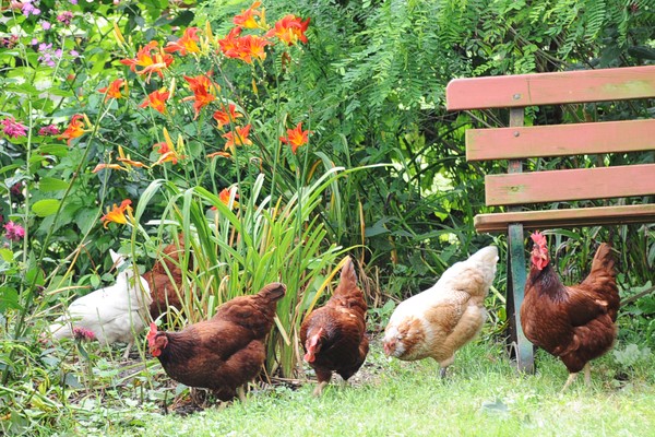 Ruth's Chickens