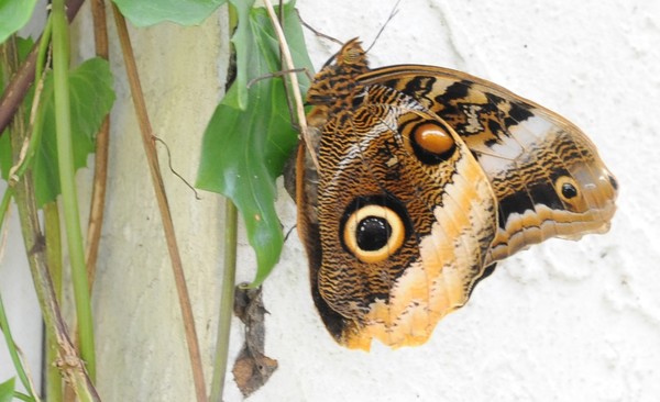 Buckeye Butterfly
