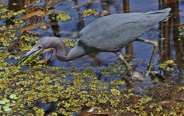 Little Blue Heron Lunch