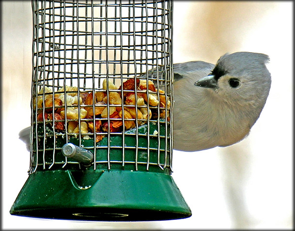 Tufted Titmouse
