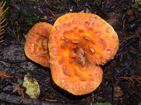 Mushroom Madness