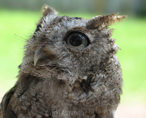 Little Owl...different view