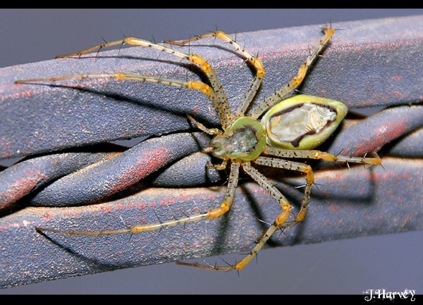 Arachno-Mech