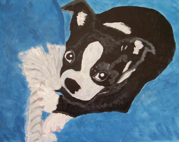 Boston Terrier Puppy dog 