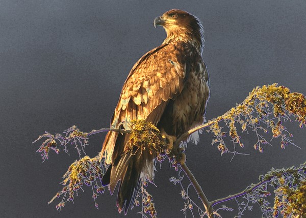 Bald Eagle