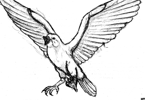 Zebra finch