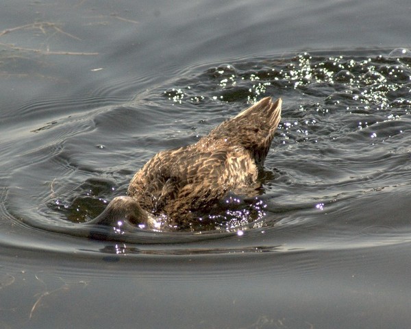 Duck Dive - 2 photos