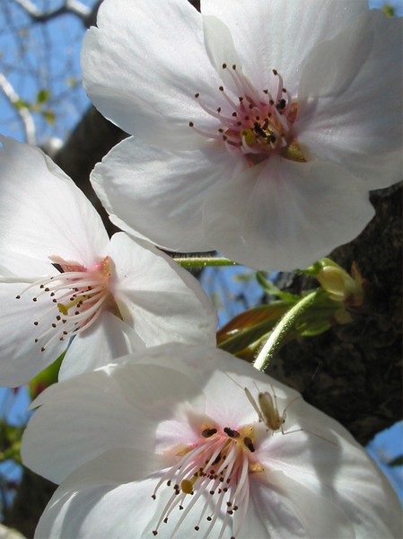 cherry blossoms