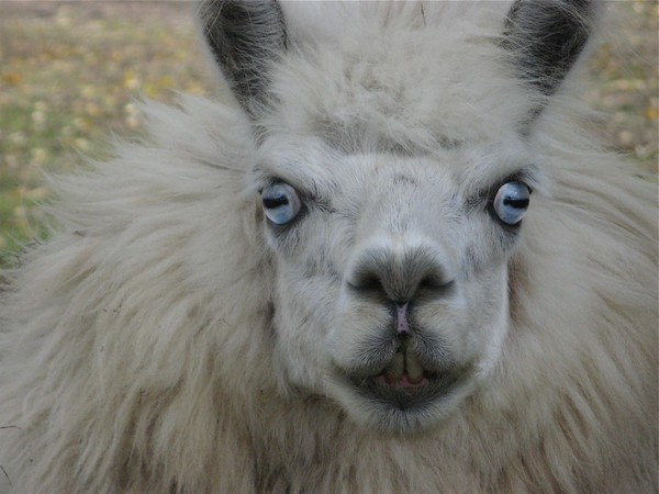 Tiko the Alpaca another portrait