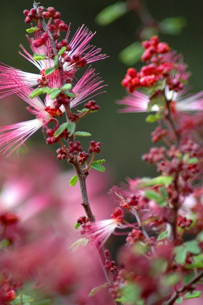 Pink is the Faries Favorite Colour