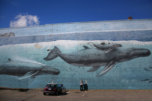 MINI WHALES