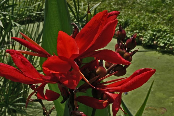A Red Day