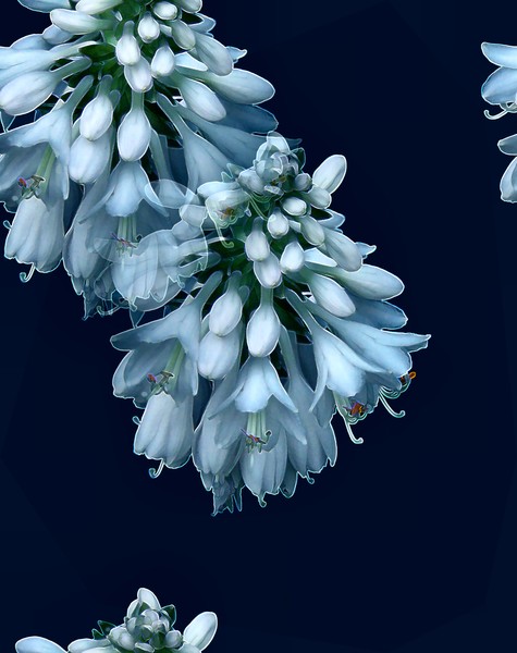 Winter Hostas (Two)