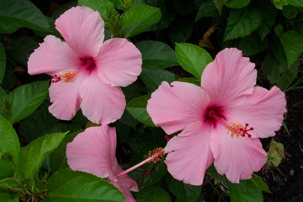 Pinkies