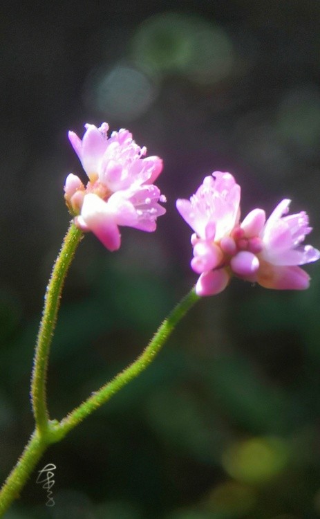 nameless flower