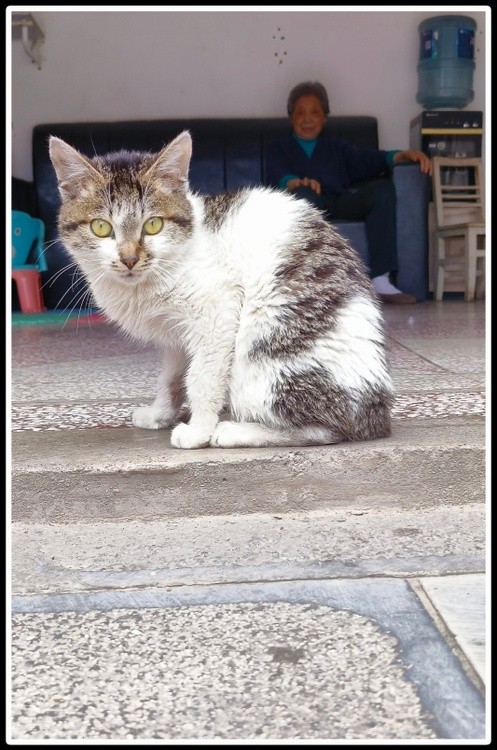 old woman and her kitty