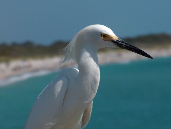pretty bird
