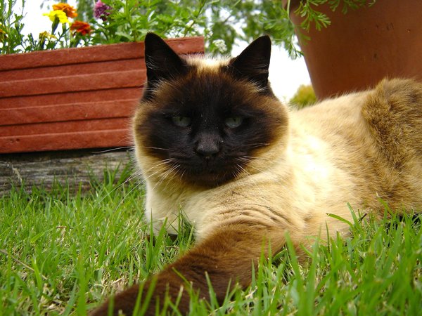 The Chocolate Siamese