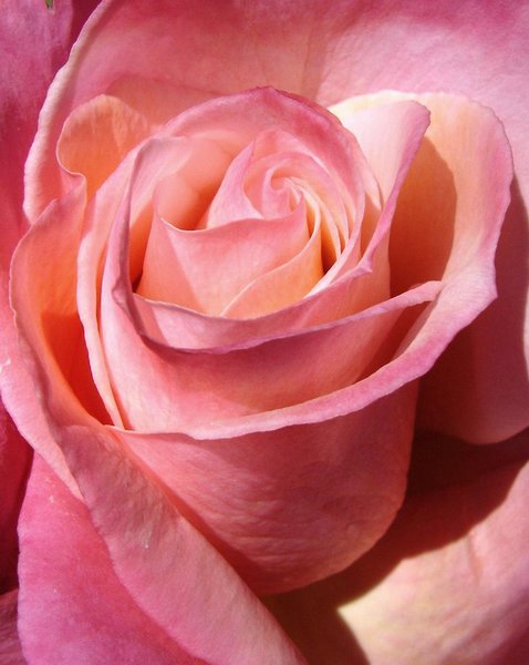 First Prize rose