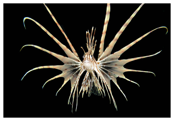 lion fish I