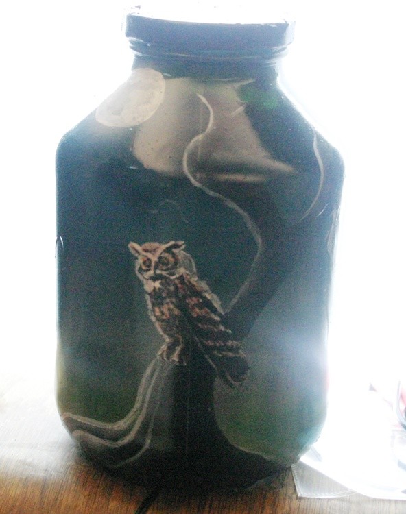 Horned owl