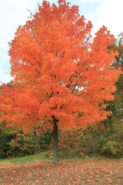 Rhode Island Roger Williams 404 ffoliage
