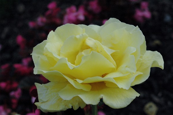 Lemon yellow rose