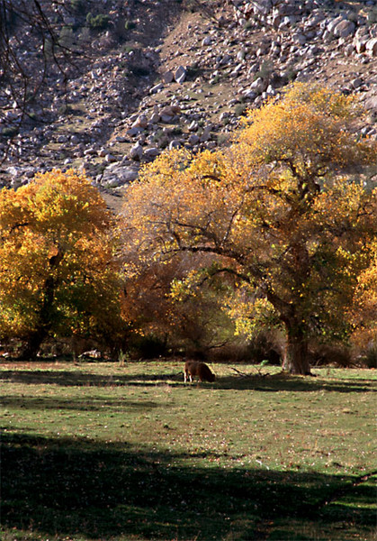 Kern Valley Fall Colors 3
